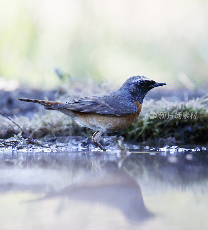 普通红尾鸲(Phoenicurus Phoenicurus)雄性